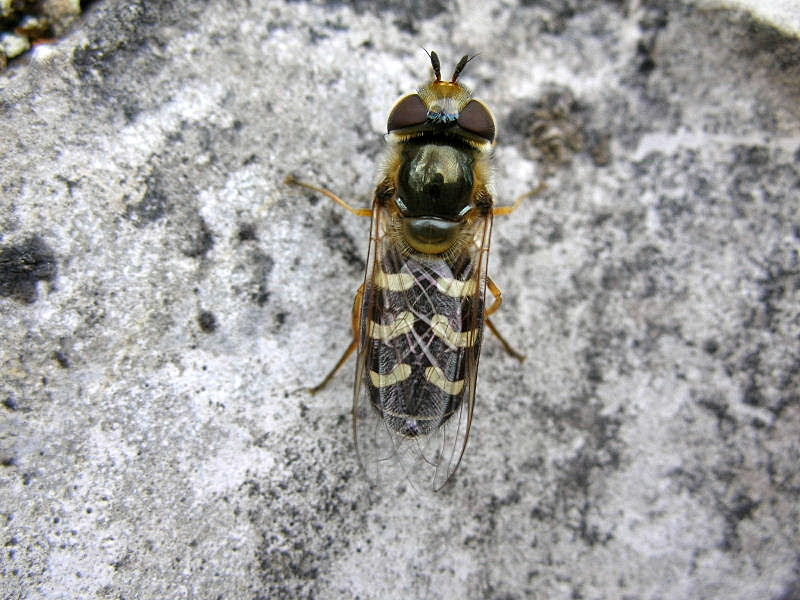 Scaeva pyrastri M e F (Syrphidae)